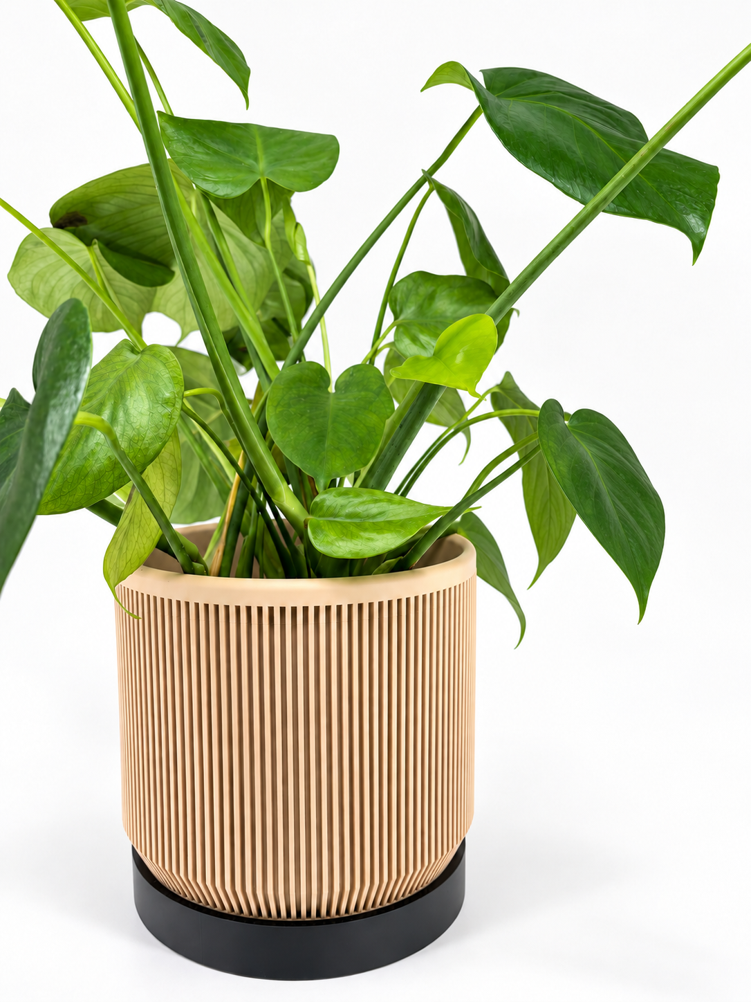The Statement Pot