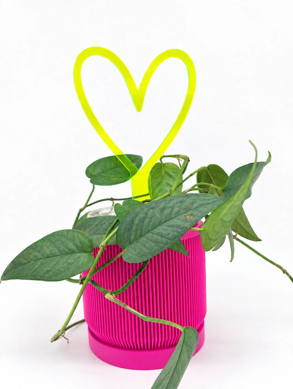 Small Plant Stakes