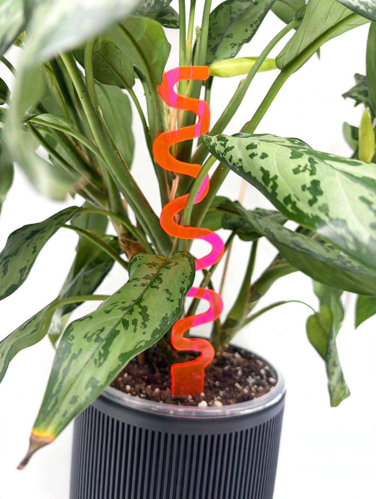 Small Plant Stakes